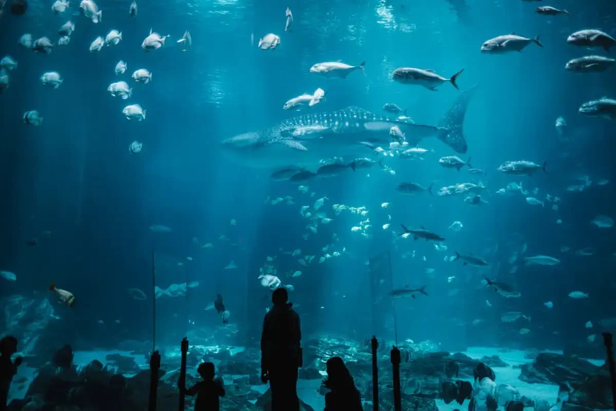 Ir al acuario