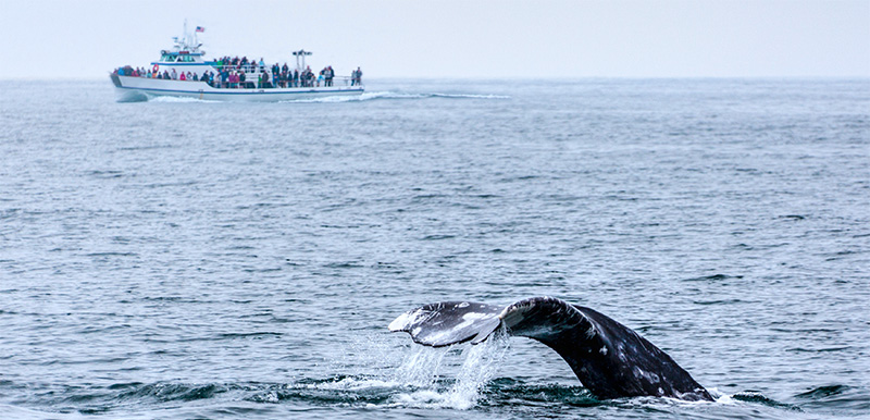 Avistamiento de ballenas