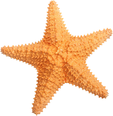 Estrella